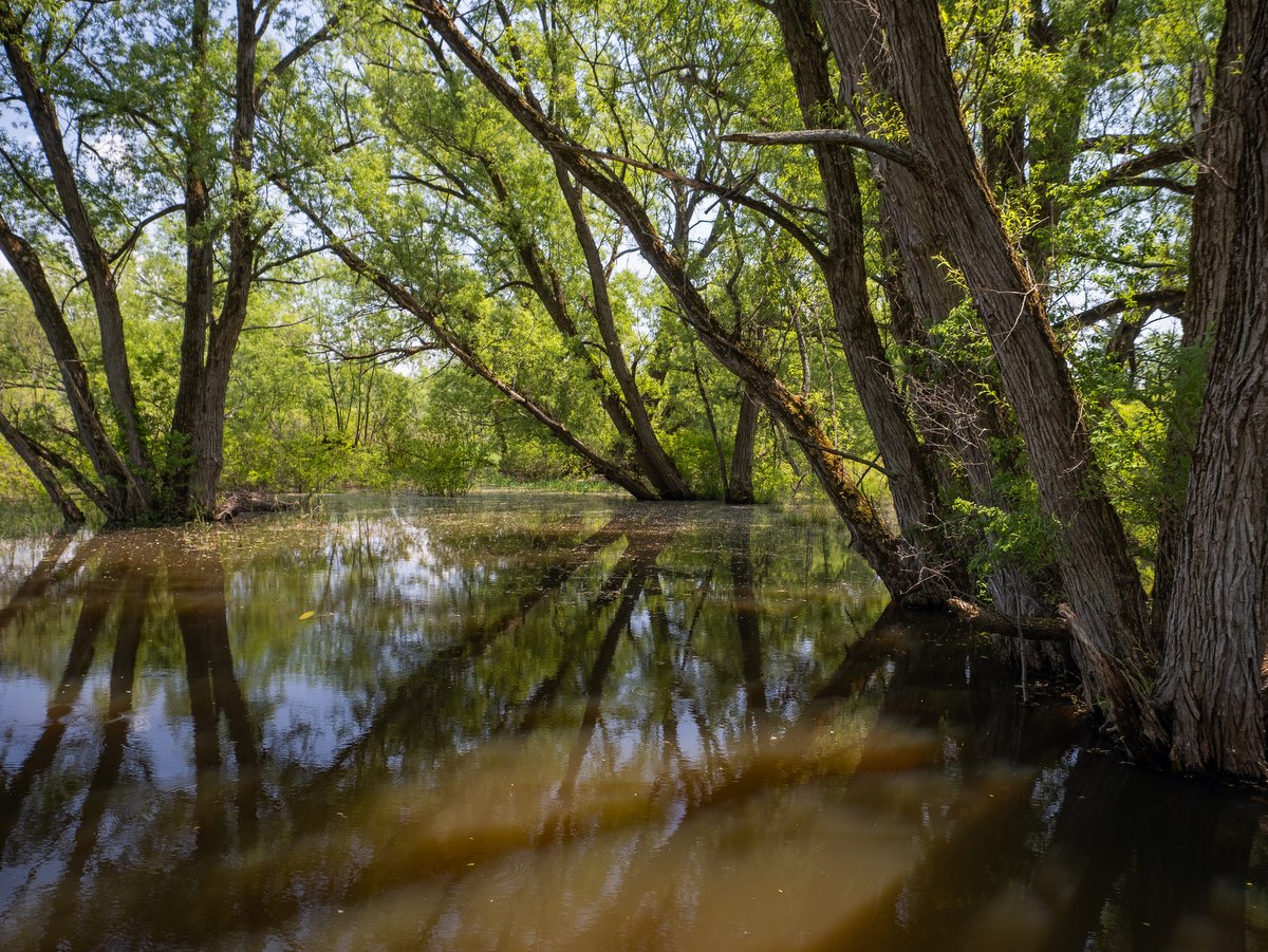 A wetland with three large trees