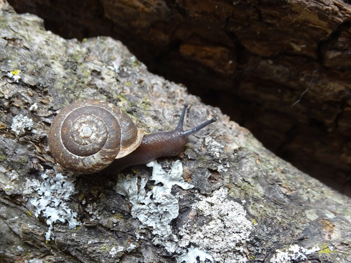 A snail