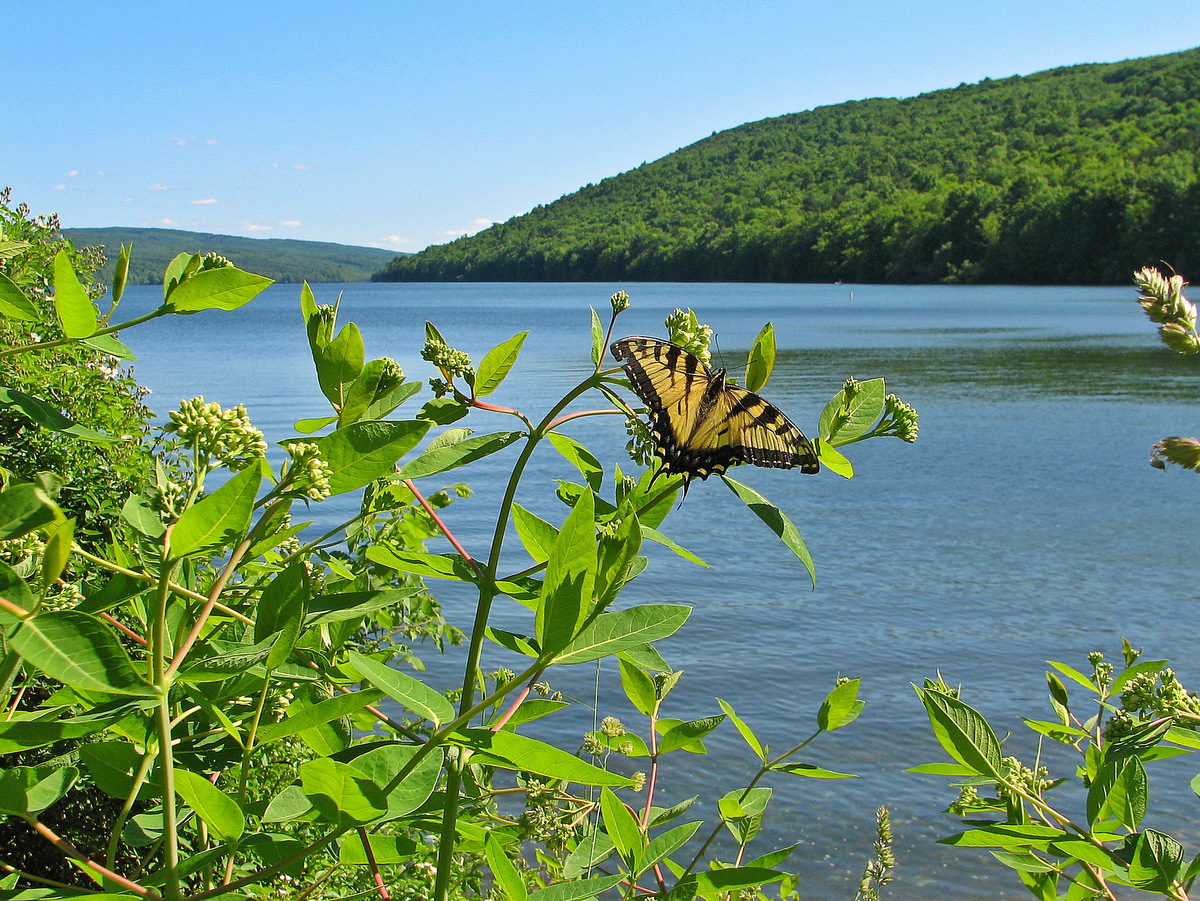 A yellow butterfly with a lake in the background